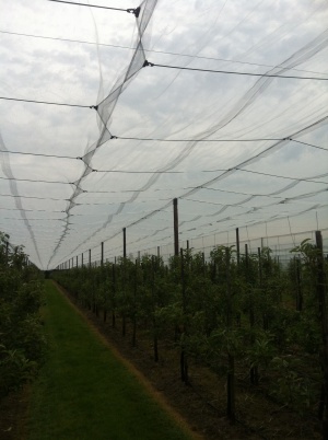 elastiek systeem hoogbouw